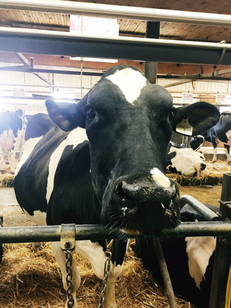 dairy cow at Sheldon Creek